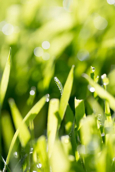 Natur — Stockfoto