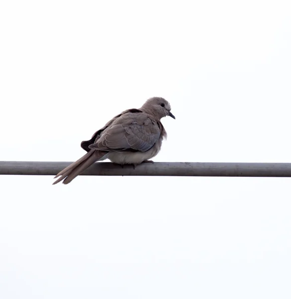 Naturaleza — Foto de Stock