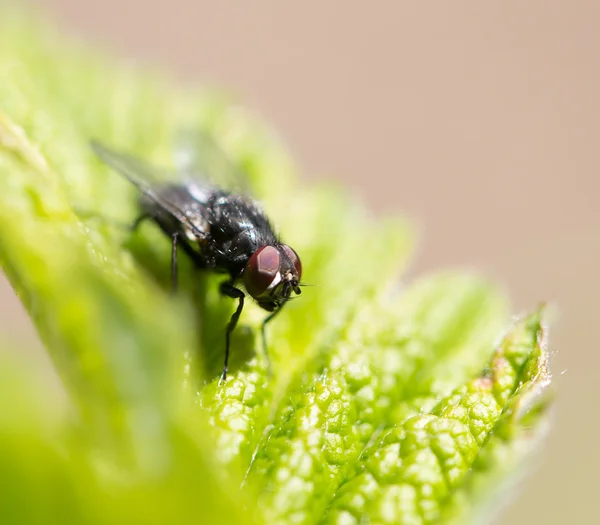 Natureza — Fotografia de Stock