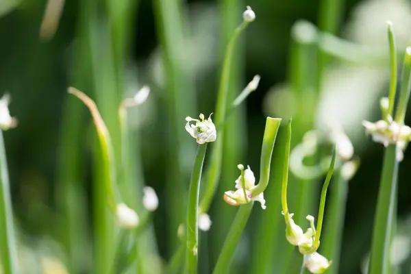 Natur — Stockfoto