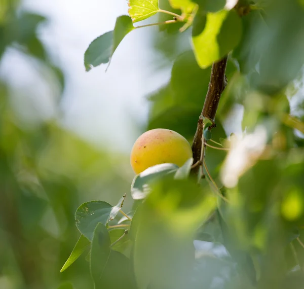 Nature — Stock Photo, Image