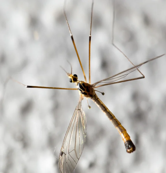 Naturaleza — Foto de Stock