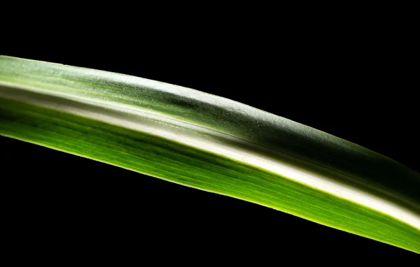 Arten - Stock-foto