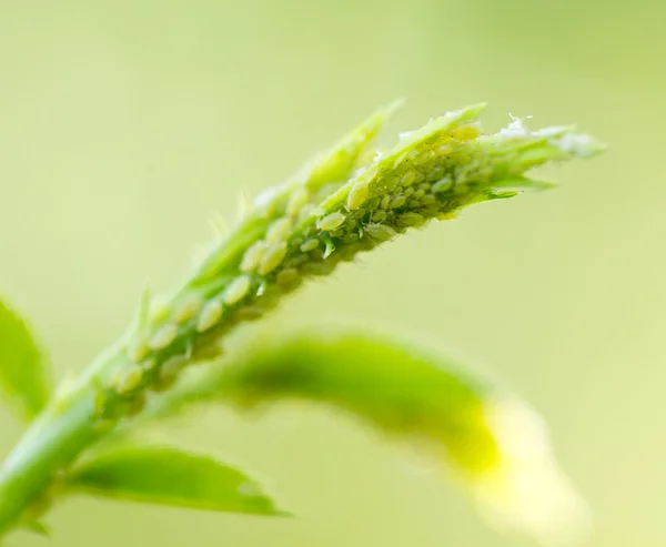 Natur — Stockfoto