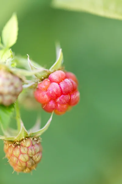 Naturaleza — Foto de Stock