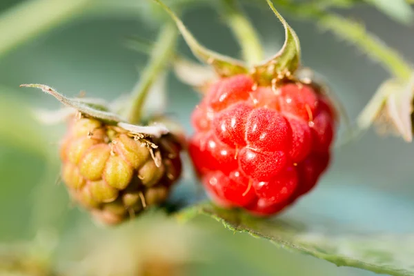 Nature — Stock Photo, Image