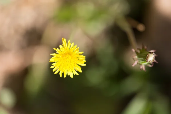 Natuur — Stockfoto