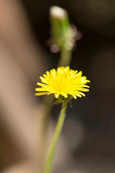 Natur — Stockfoto