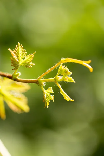 Natur — Stockfoto