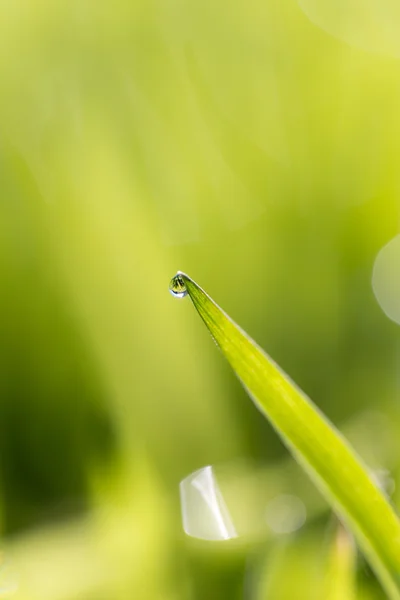 Natur — Stockfoto