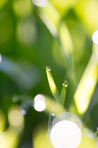 Natuur — Stockfoto