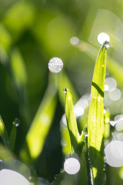 Natuur — Stockfoto