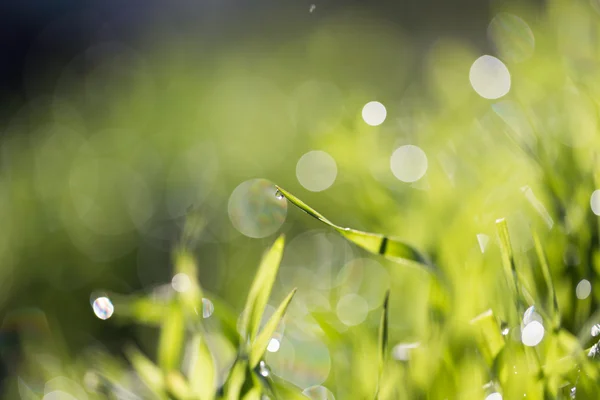 Naturaleza — Foto de Stock