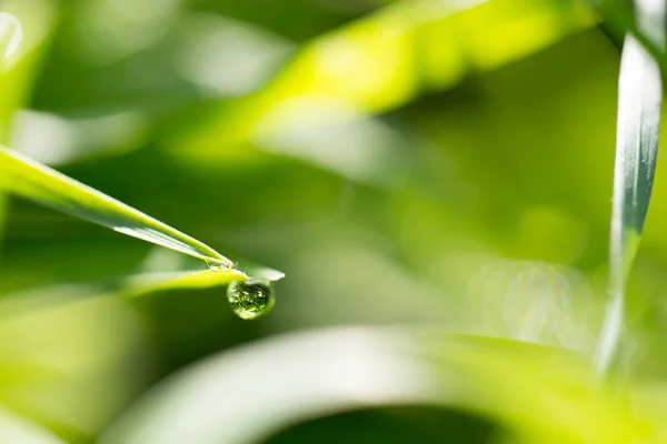 Naturaleza — Foto de Stock