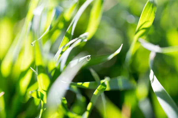 Natur — Stockfoto