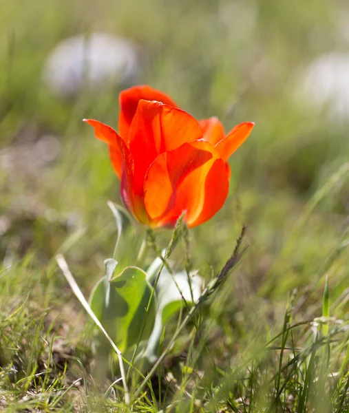 Natur — Stockfoto