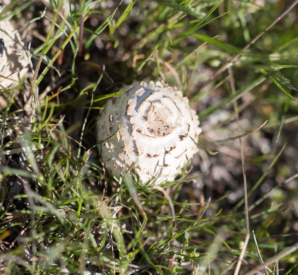 Nature — Stock Photo, Image