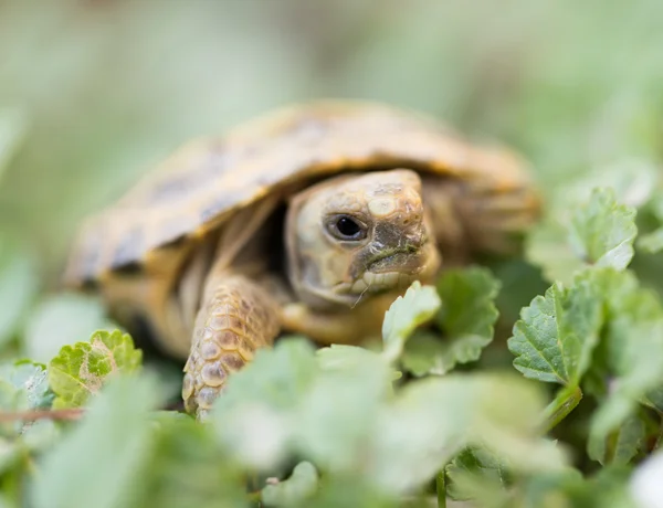 Natur — Stockfoto