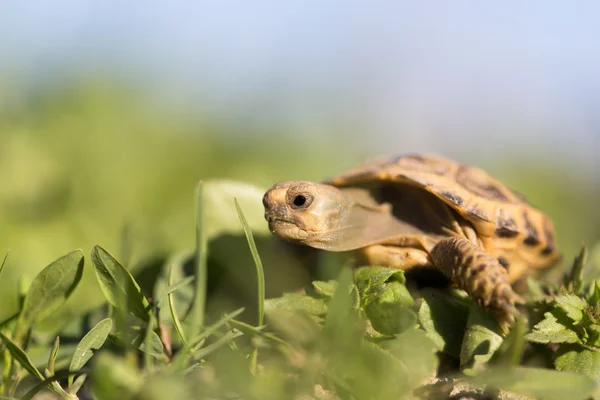 Naturaleza — Foto de Stock