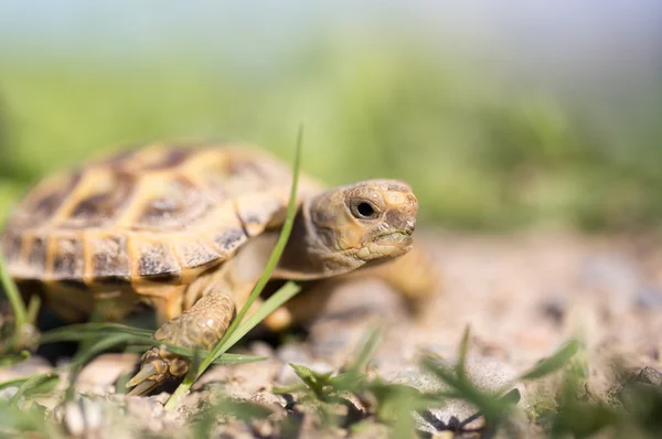 Natuur — Stockfoto