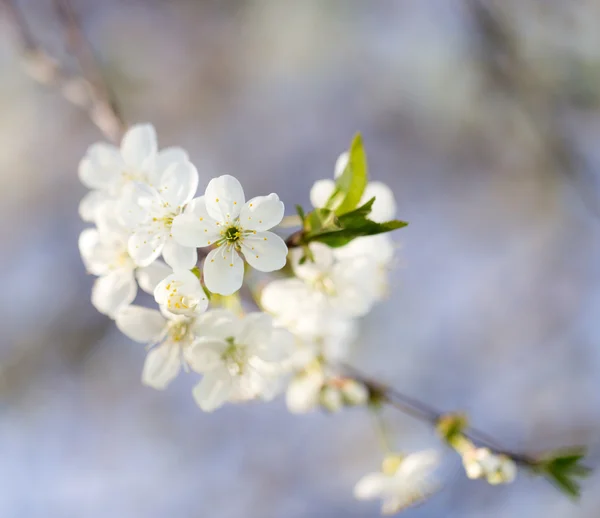 Natur — Stockfoto