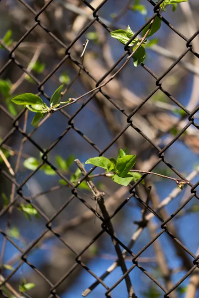 Natur — Stockfoto