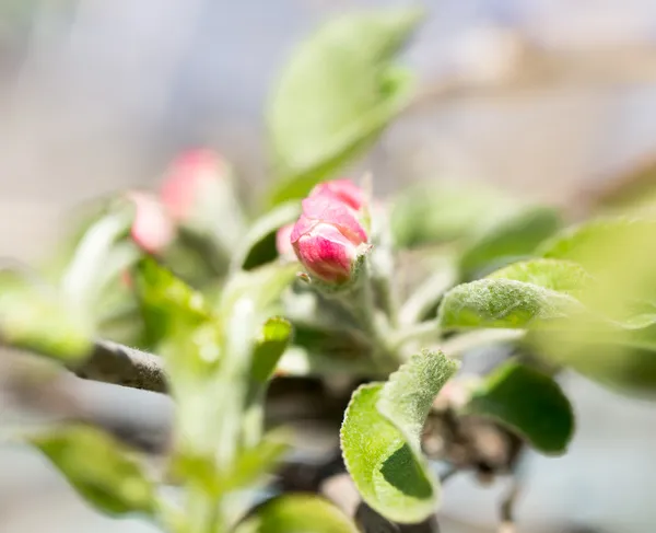 Naturaleza — Foto de Stock