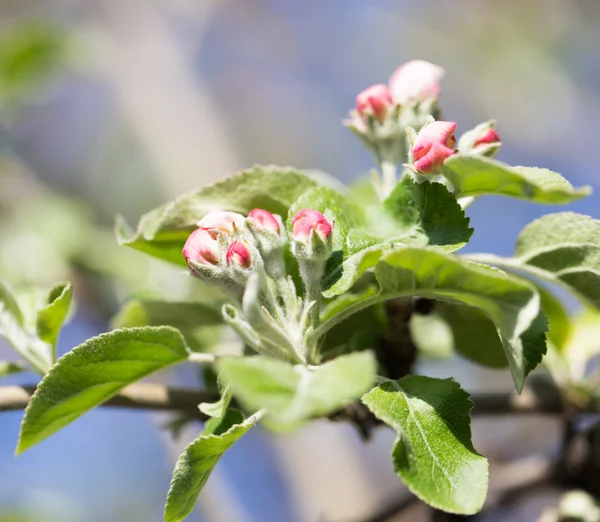 Natur — Stockfoto