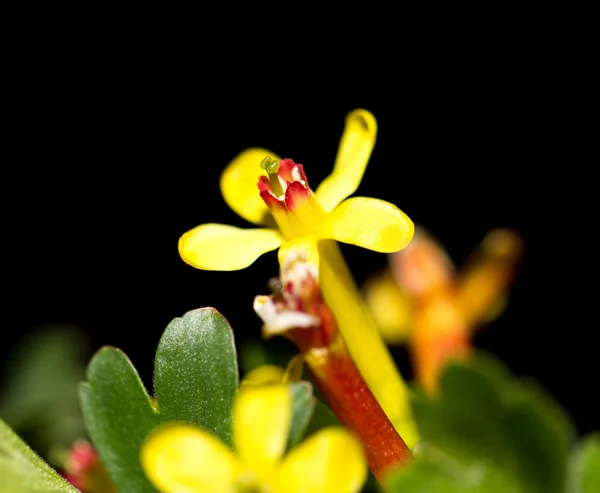 Naturaleza —  Fotos de Stock