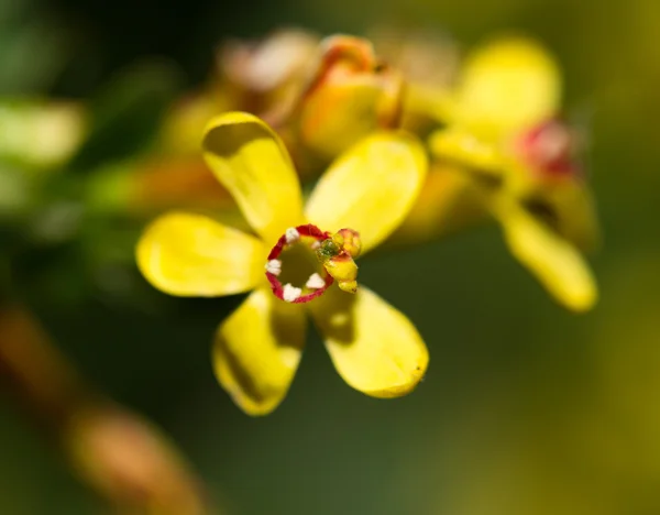 Natur — Stockfoto