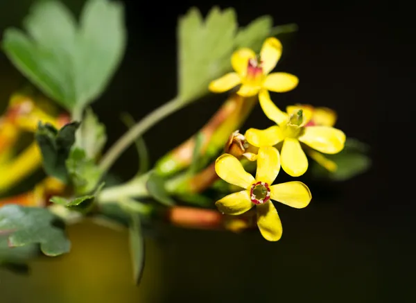 Natur — Stockfoto