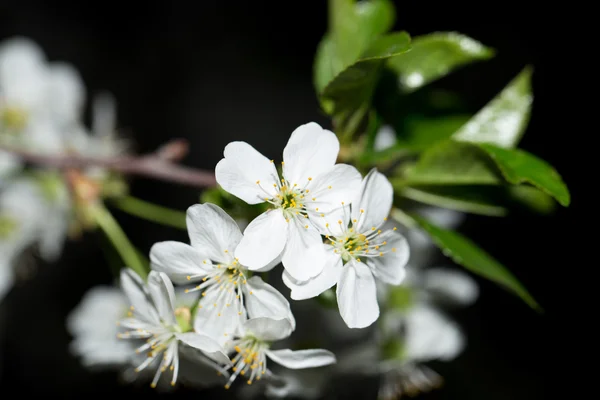 Příroda — Stock fotografie