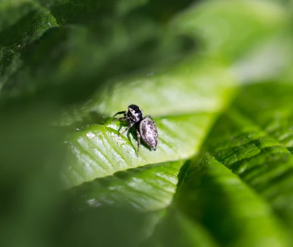 Nature — Stock Photo, Image