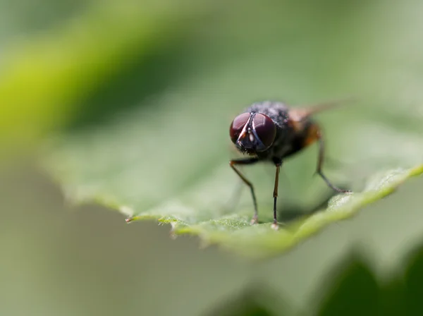 Naturaleza — Foto de Stock