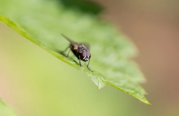 Natuur — Stockfoto