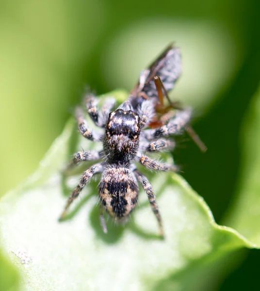 Natur — Stockfoto