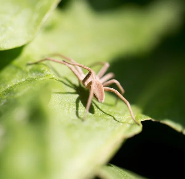 Naturaleza — Foto de Stock