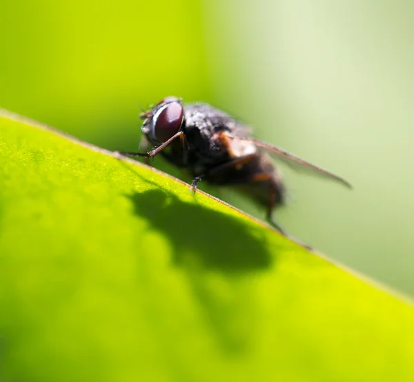 Natur — Stockfoto