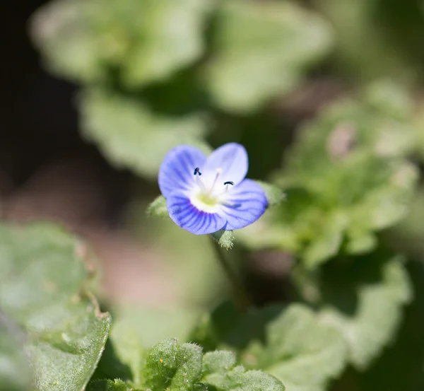 Natur — Stockfoto