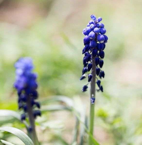 Natuur — Stockfoto