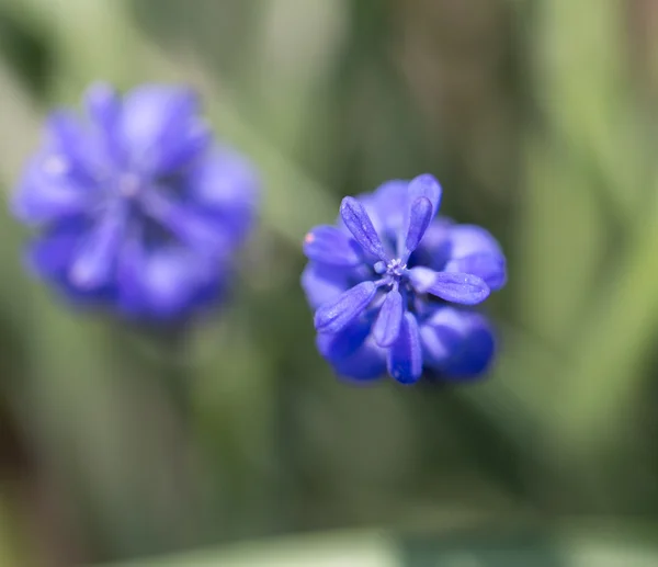 Natur — Stockfoto