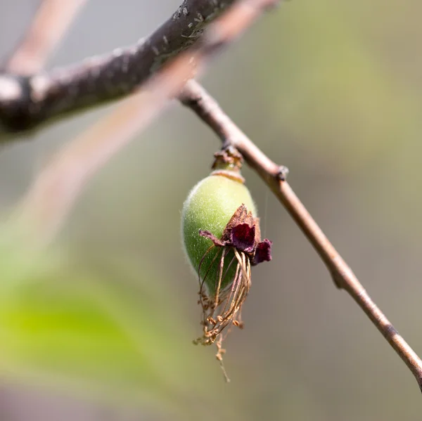 Nature — Stock Photo, Image