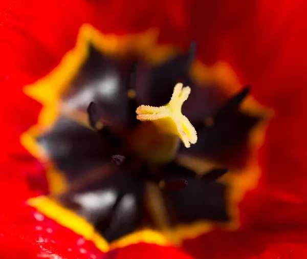 Natuur — Stockfoto