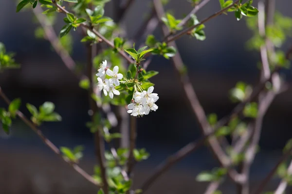 Nature — Stock Photo, Image