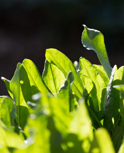 Natur — Stockfoto