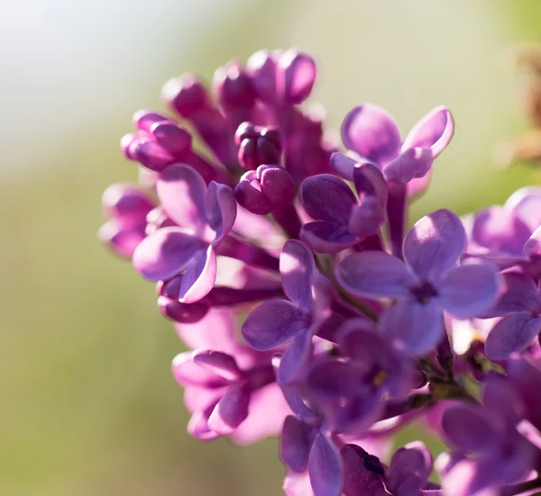 Natuur — Stockfoto