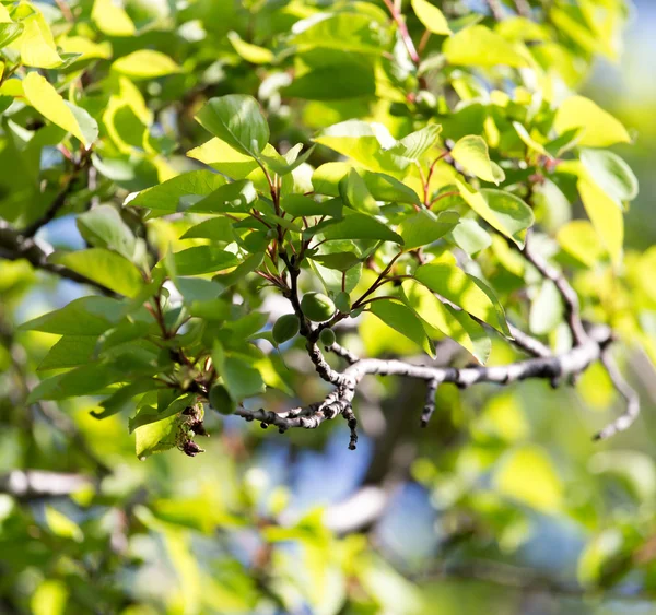 Natura — Foto Stock