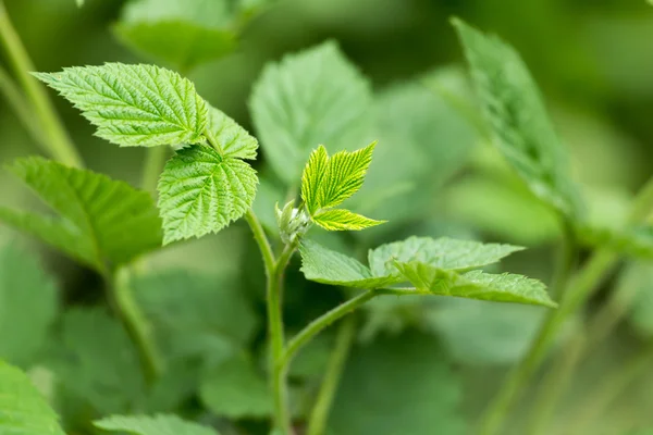 Natur — Stockfoto