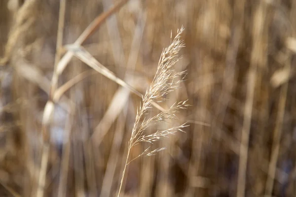 Background — Stock Photo, Image