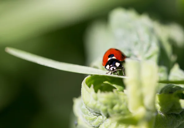 Natura — Foto Stock